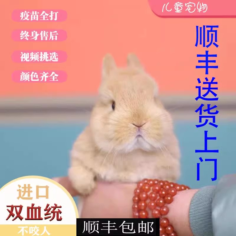 兔子活物侏儒兔纯种迷你宠物好养长不大适合小孩子养的宠物垂耳兔