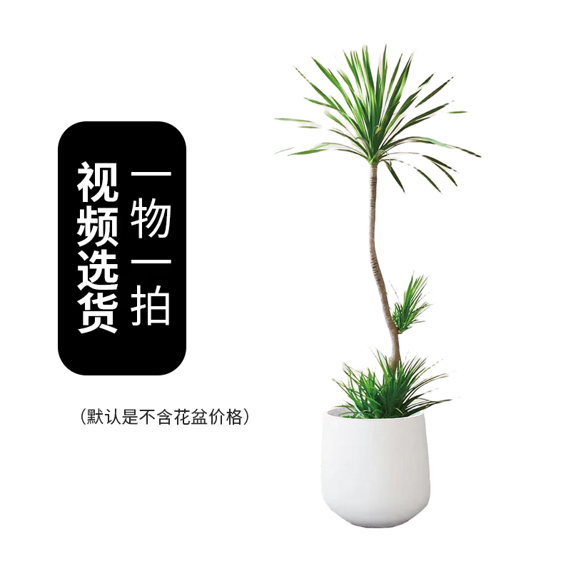 龙血树【开播福利】客厅清新好养活客厅办公室霸气大绿植造型黑珍珠