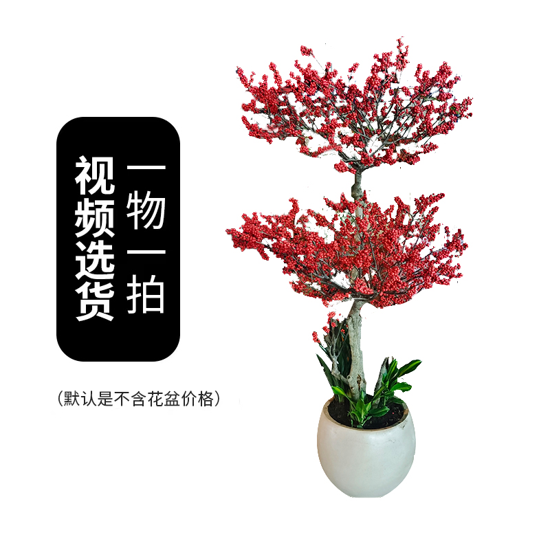 北美冬青【一物一拍】红红火火团圆果室内外绿植盆景客厅清新好养活