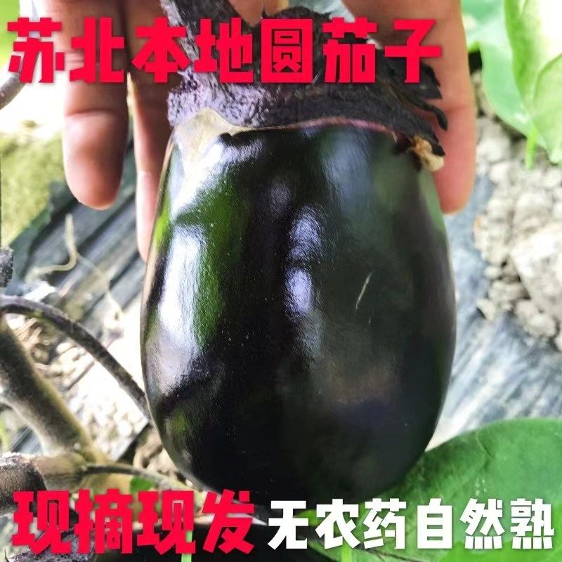 苏北新鲜蔬菜茄子圆茄子新鲜紫茄子紫光茄子蔬菜新鲜整箱现摘包邮