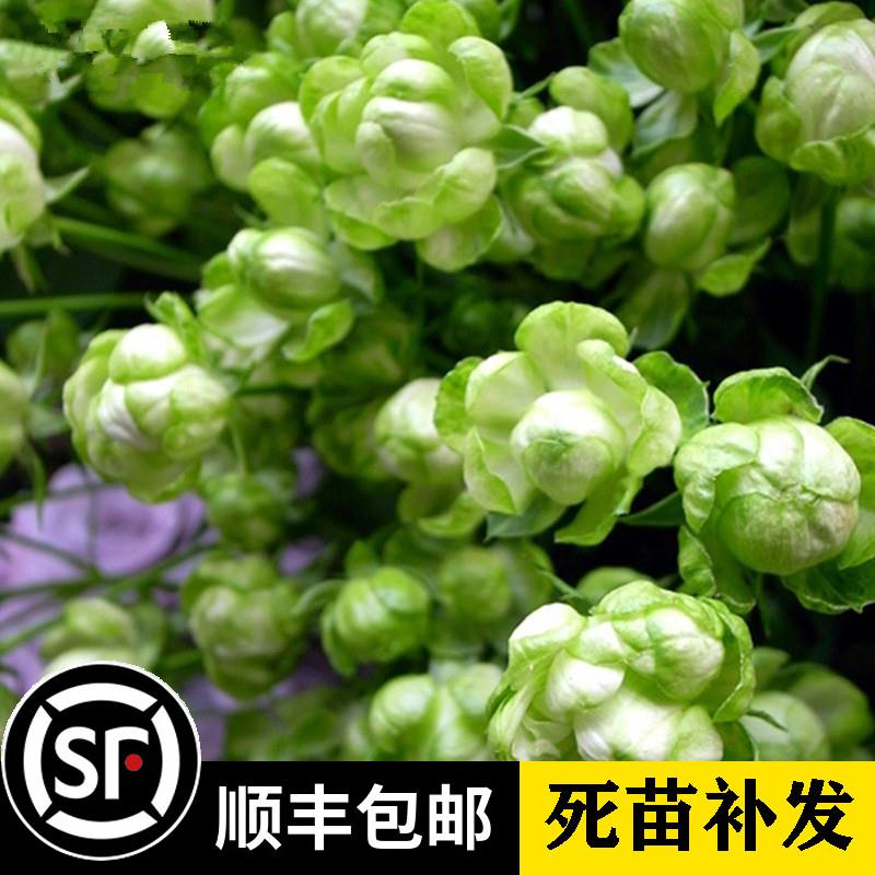 月季花苗玫瑰花苗四季埃克莱儿闪电结绿珍花卉植物盆栽阳台庭院