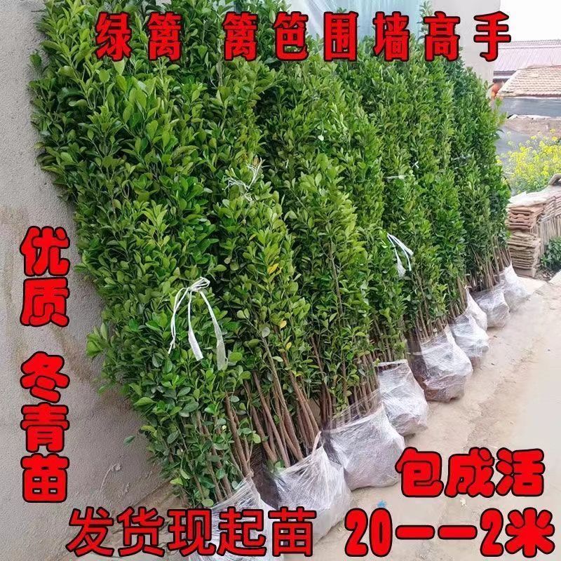 精选北海道黄杨苗庭院绿化耐寒四季常青大叶冬青树篱笆墙树苗围栏