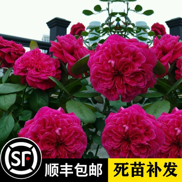 庭院绿植阳台盆栽花卉观花植物灌木大花月季玫瑰欧月花苗皇家胭脂