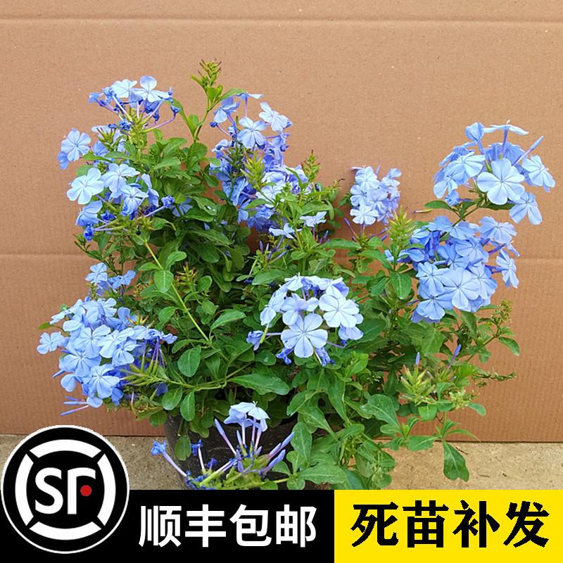 蓝雪花盆栽花苗多年生庭院爬藤垂吊花卉植物带花苞观赏绿植盆景