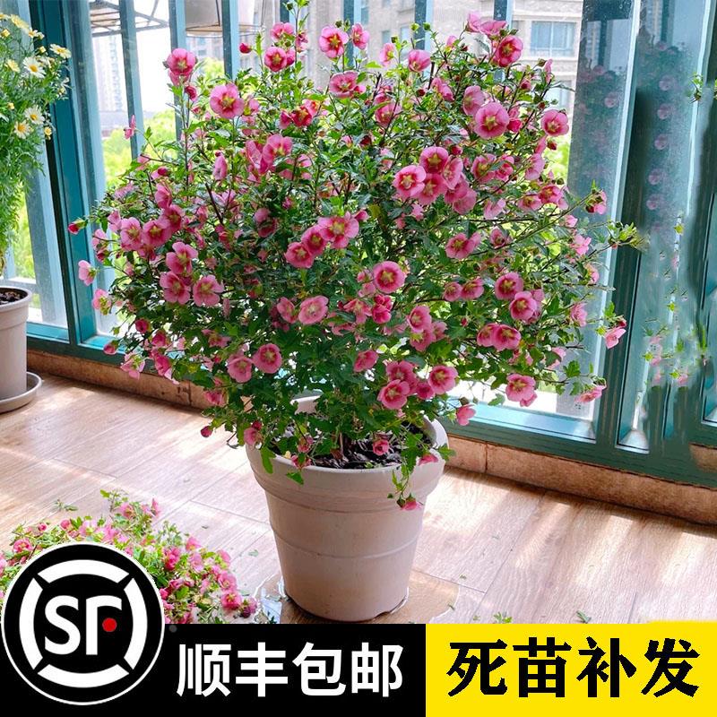 小木槿花苗盆栽棒棒糖阳台四季植物庭院花卉耐热四季好养活开花