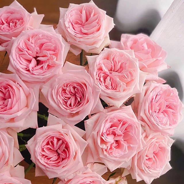 白荔枝月季花粉荔枝玫瑰切花大花浓香抗病欧月果香粉色阳台庭院