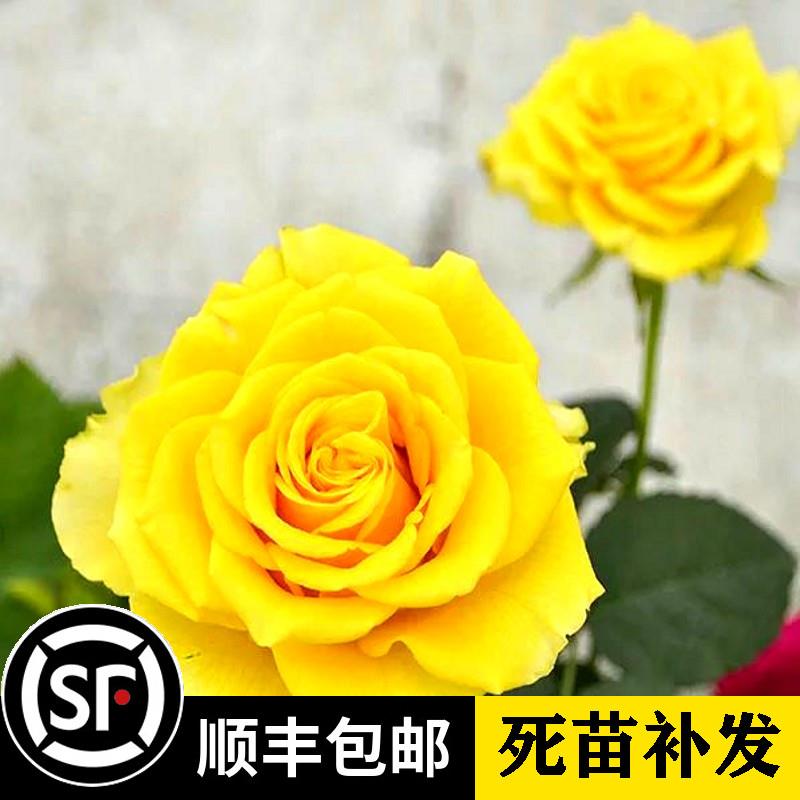 贝壳月季花苗 大花勤花 玫瑰花苗盆栽 植物 花卉灌木日月 绿植