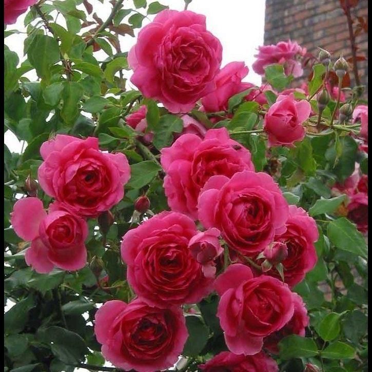 大游行藤本月季爬藤大苗特大花四季开花庭院别墅蔷薇花苗爬藤花墙
