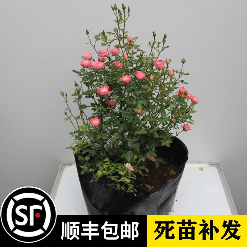日月新品微型月季 天河/繁星 多季蔷薇花苗浓香玫瑰盆栽
