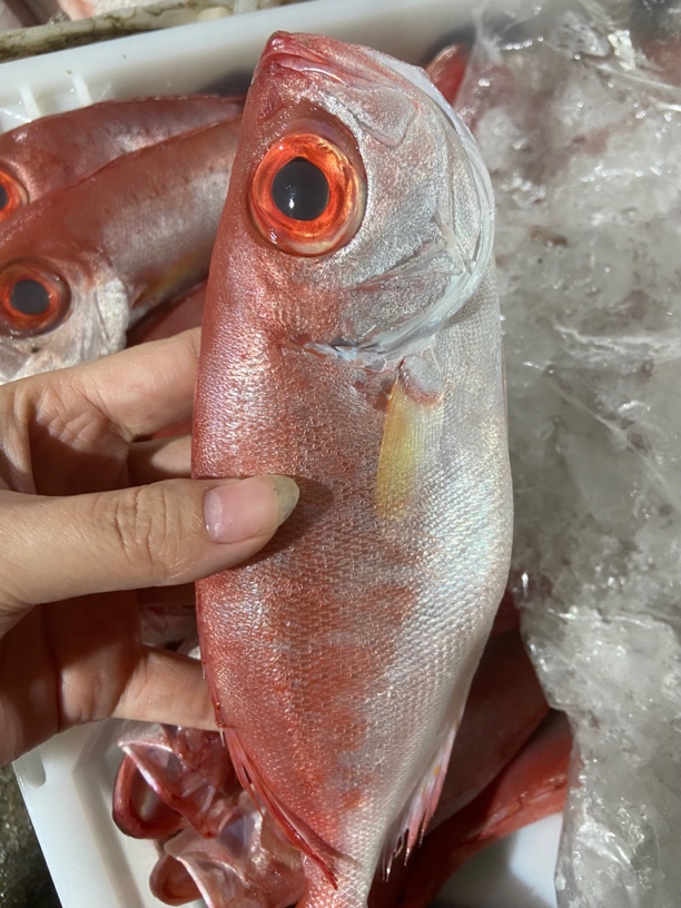 野生海捕新鲜【红目鲢鱼】所见即所得