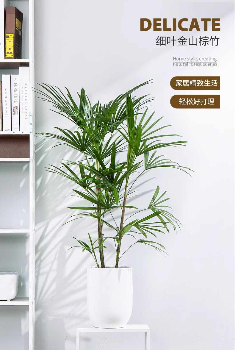 细叶金山棕竹小叶棕竹绿植净化空气植物盆栽室内耐荫耐寒客厅阳台