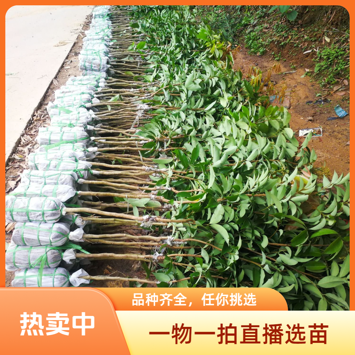 一物一拍苗木直播间看苗选取树苗木