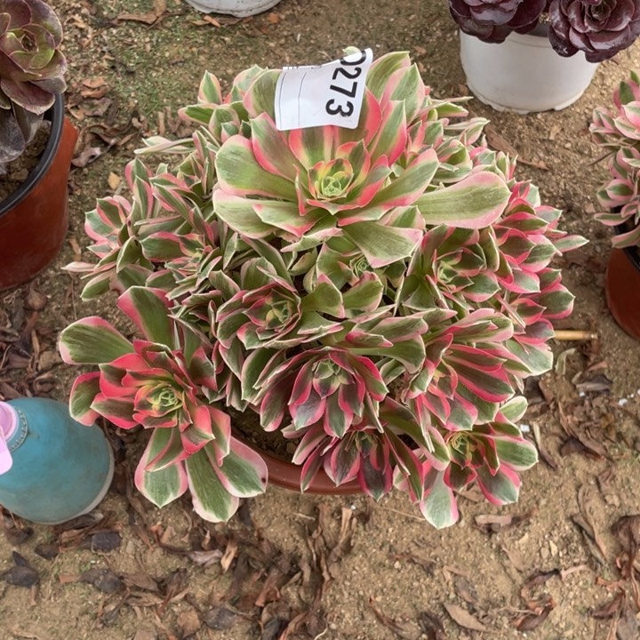 多肉粉女郎法师273