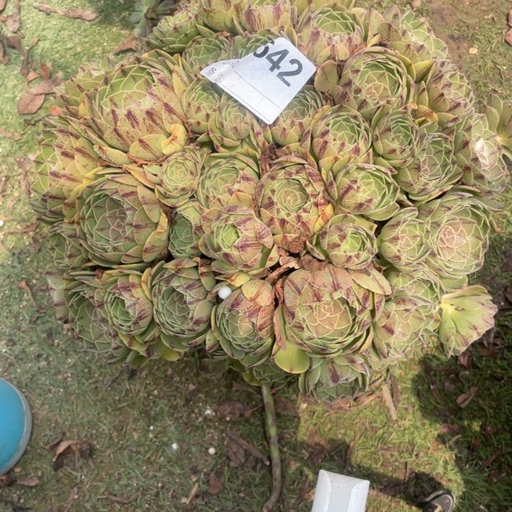 多肉万拉丝法师642