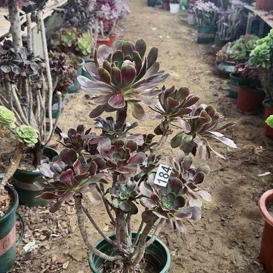 184灰原叶老桩法师