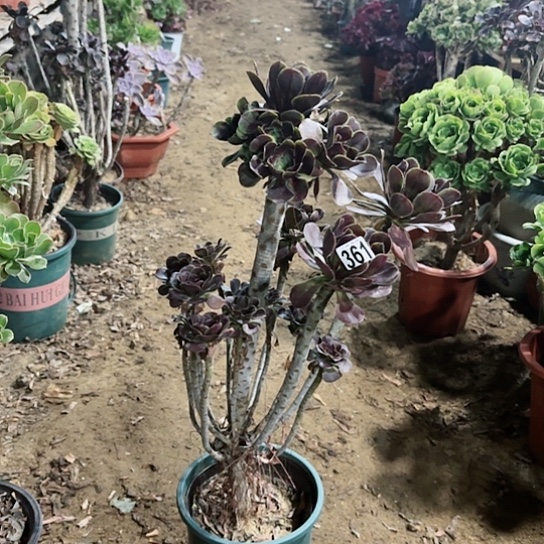 361灰原叶老桩法师