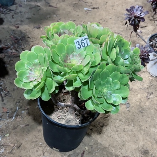 367万圣节老桩主头有砍爆崽