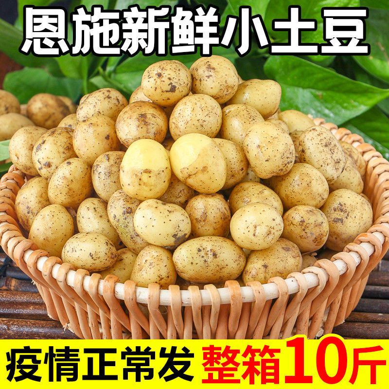 【大降价】新鲜黄心土豆1/10斤批发马铃薯小土豆恩施包邮现挖洋芋