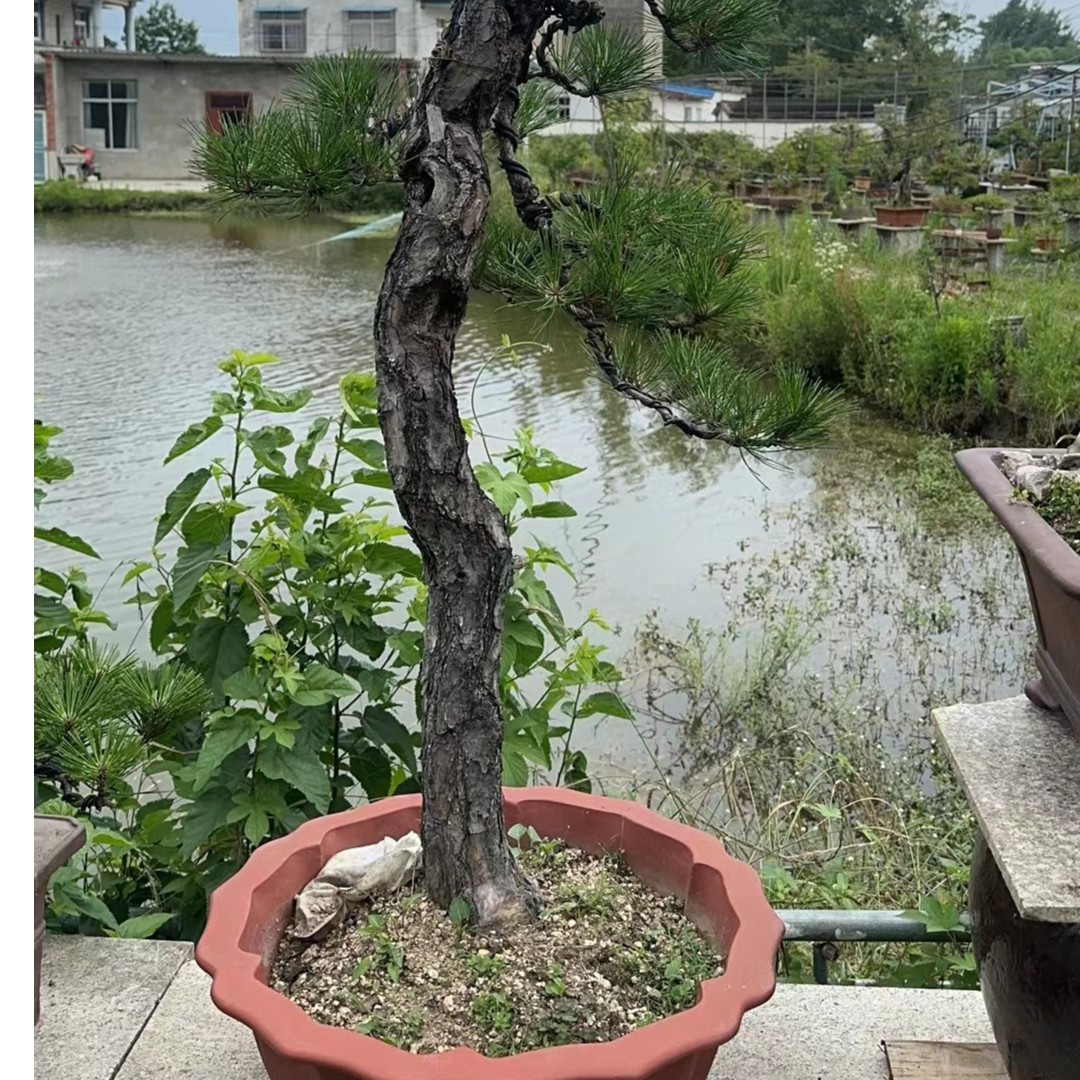 黄山松一物一拍备注号码牌 