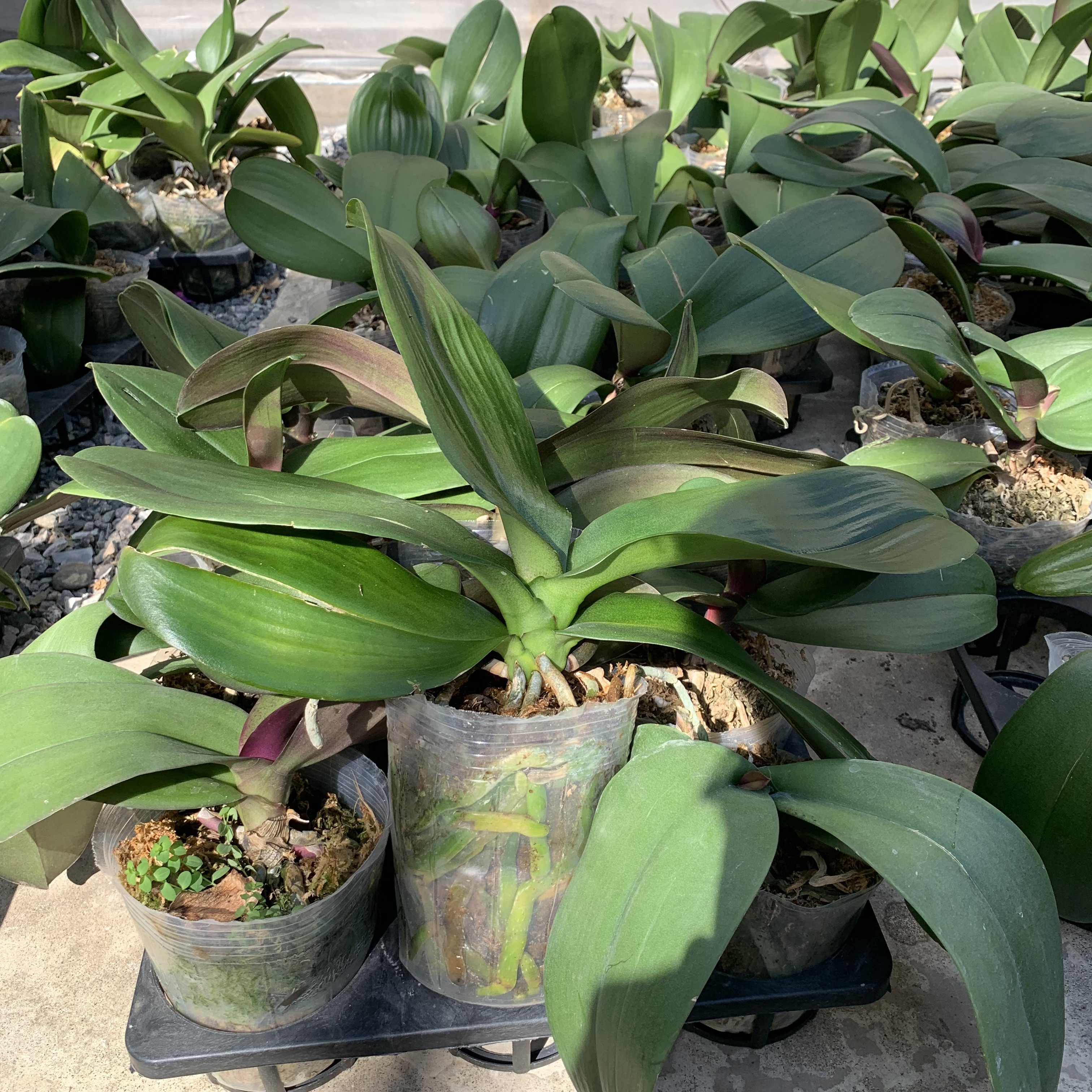 【蝴蝶兰】-梦茜儿的花坊-随机品种蝴蝶兰花苗