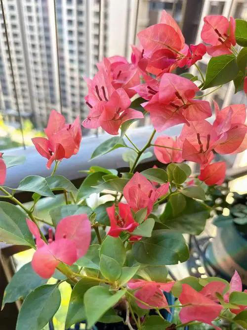 鲜活植物运输当中会掉花掉叶，介意者慎拍！不售后！！！