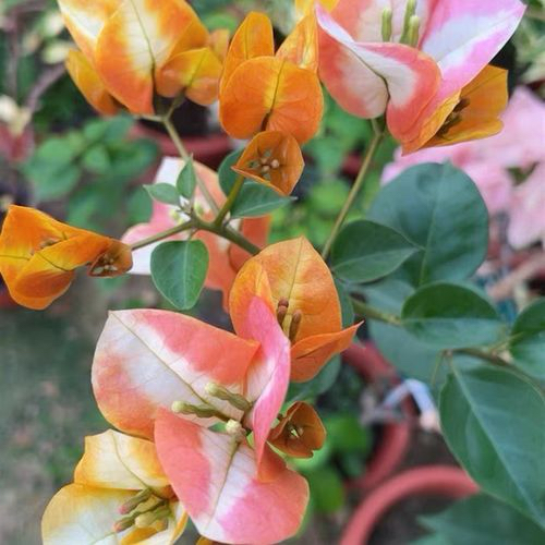 （凤凰）复色花百变凤凰品种三角梅中的爱马仕，花色多变，四季开花。