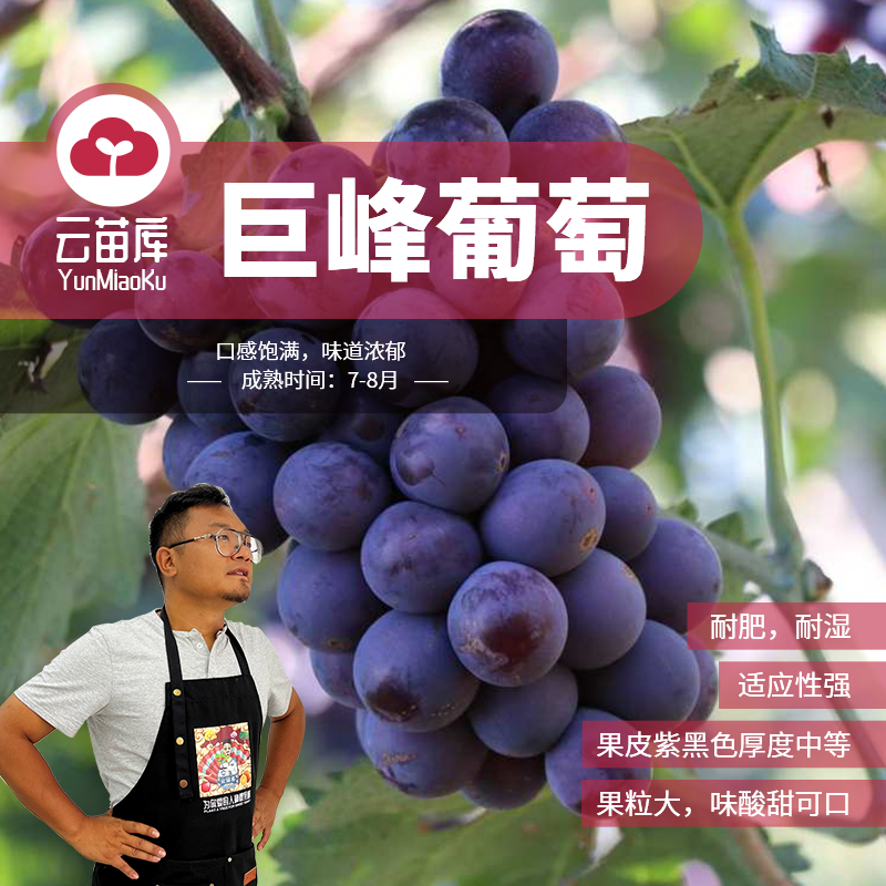 云苗库巨峰葡萄容器苗适合阳台盆栽地栽葡萄果树苗基地直发包邮