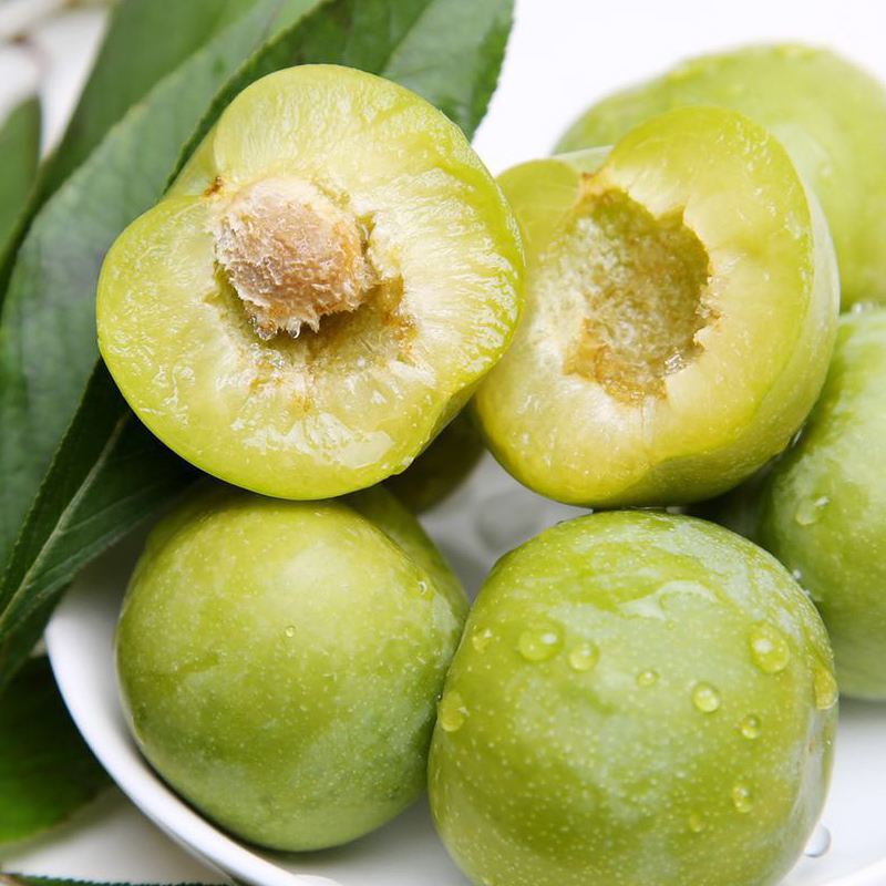 青脆李容器苗【苗情一般清地福利】单株挂果适合盆栽阳台庭院种植