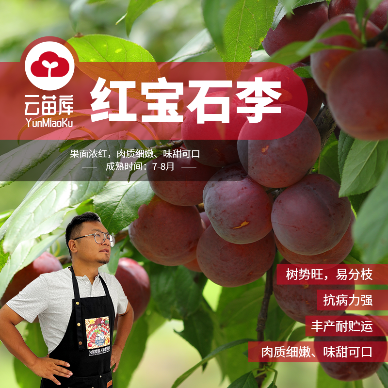 两年生矮化红宝石李（1.5加仑原土原盆）新手明年惊喜7月无酸无涩