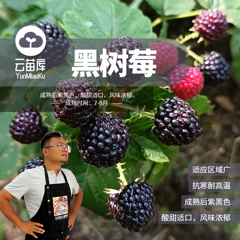 云苗库希哥推荐黑树莓容器带土带容器发货适合阳台盆栽好品种包邮