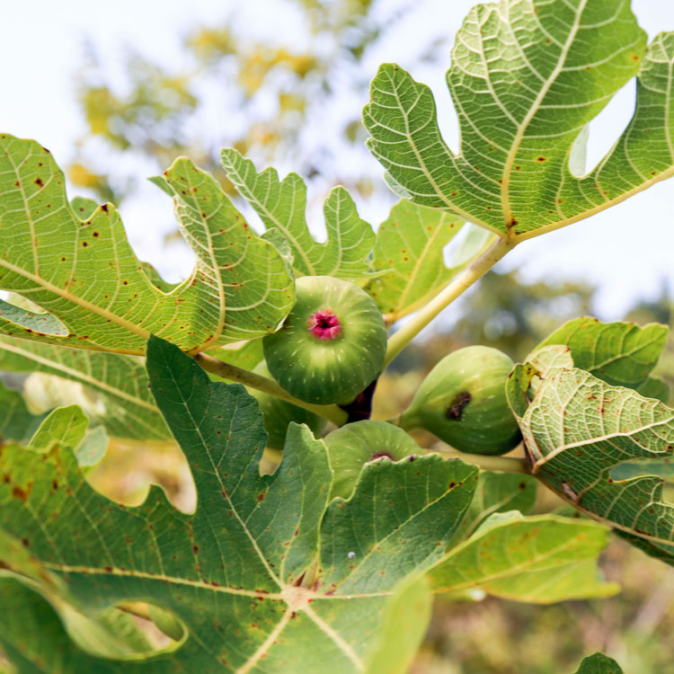 云苗库不分品种无花果容器苗基地直发带土发货包邮适合新手种植