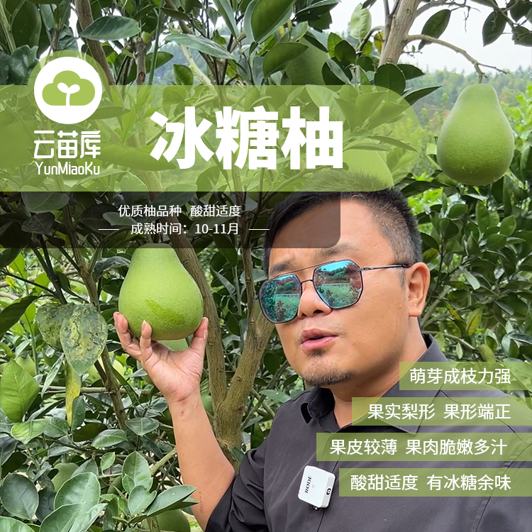 云苗库【冰糖柚盆栽苗】几乎无酸早果性能好苦味少种植简单对版包邮