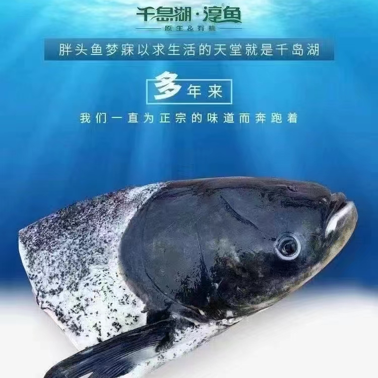 千岛湖淳牌有机胖头鱼  鱼头 顺丰包邮毛重5斤起 鱼头