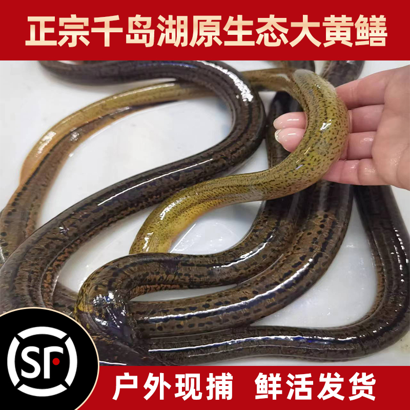 杭州千岛湖原生态黄鳝野生捕捞肉质紧实细嫩营养（顺丰包邮）