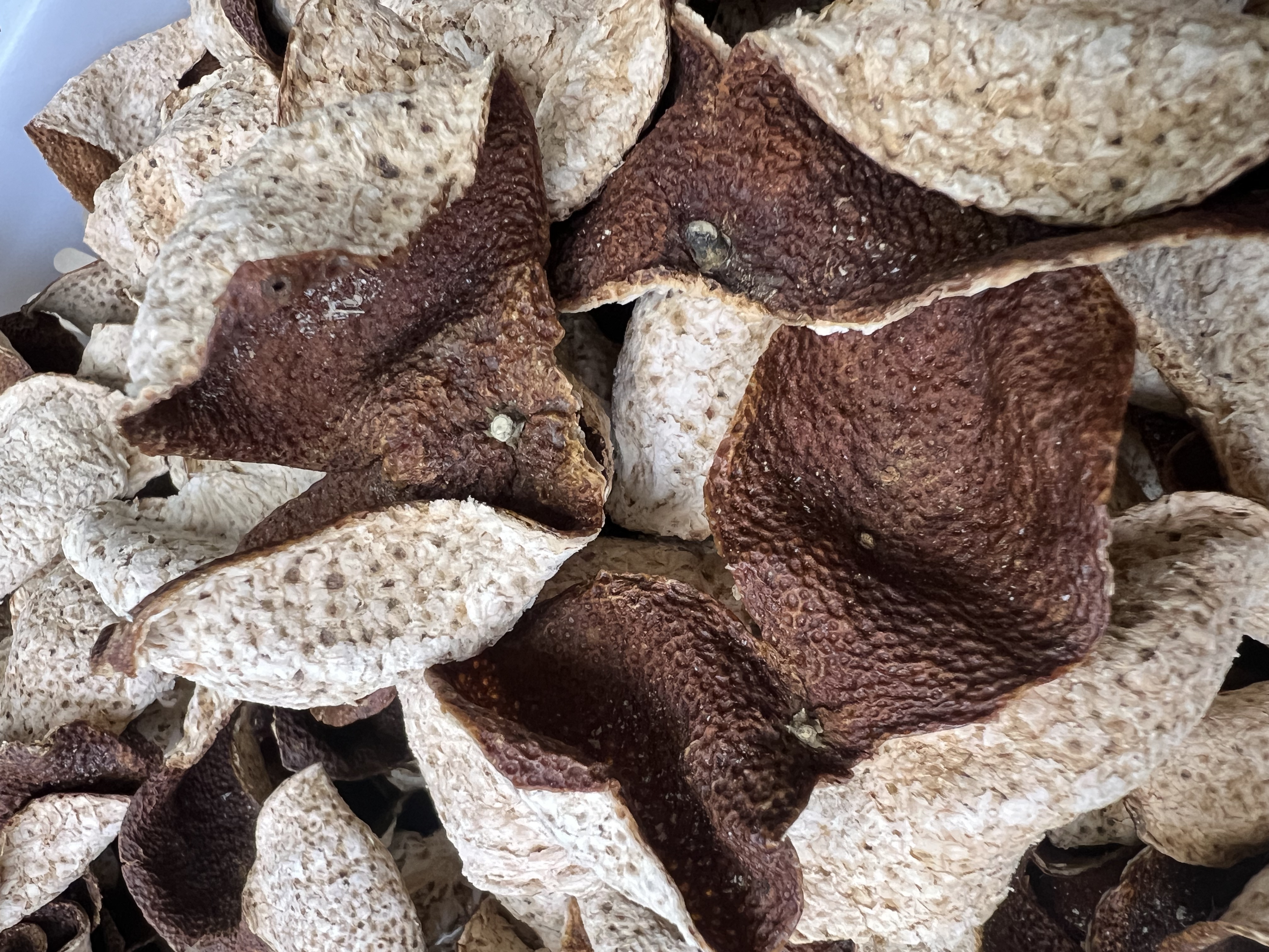 【口粮款试喝福利】梅江大红皮2017年梅江圈枝正宗新会特产新会发货