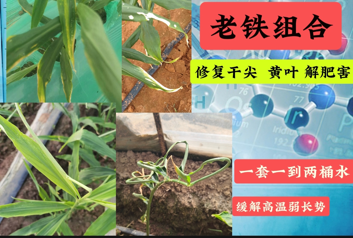 大姜组合 防干尖黄叶干边缓解药害肥害一套兑两桶水