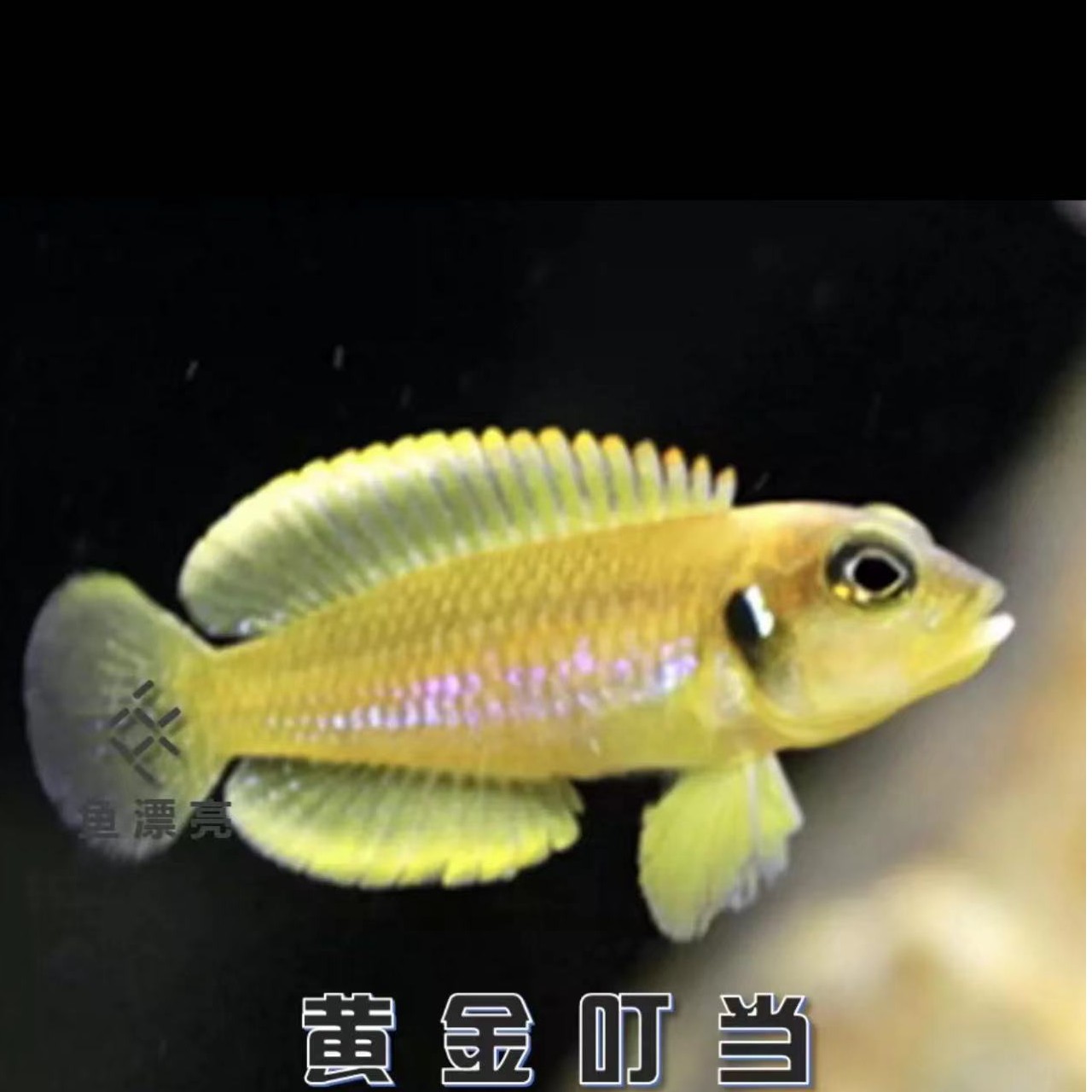 三湖慈鲷-卷贝合集