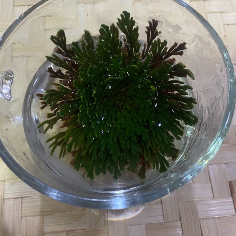 【土特产冰雪之】花净含量250g-1000g