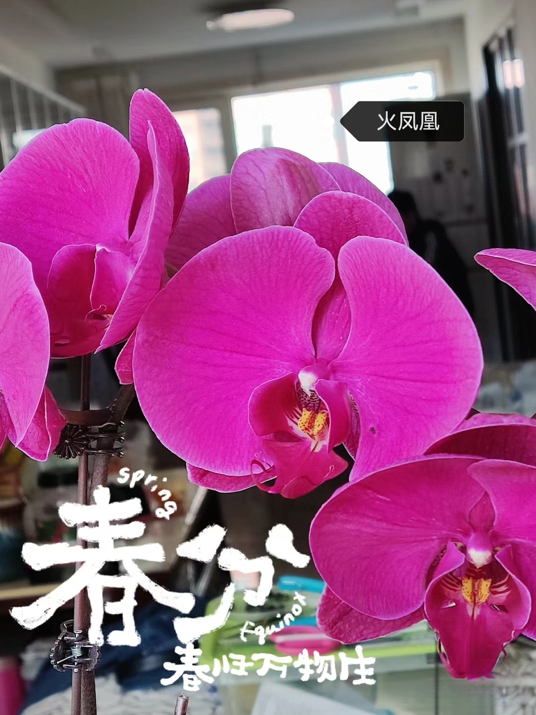 随机品种蝴蝶兰不带花剑破损苗不售后拼单发货