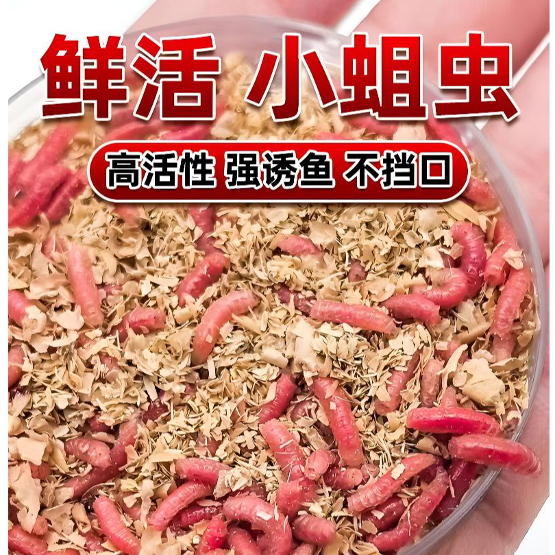 包邮鲜活红蛆虫高蛋白野钓活体饵料适用于鲫鱼鲤鱼等 