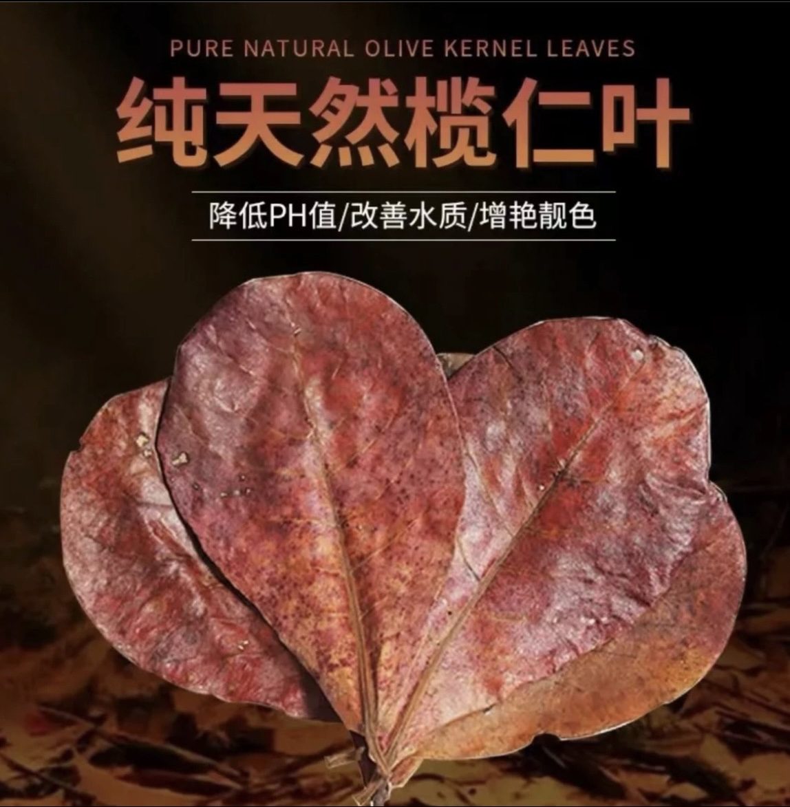 斗鱼榄仁叶水族小型热带鱼龟虾 降酸调节水族ph值