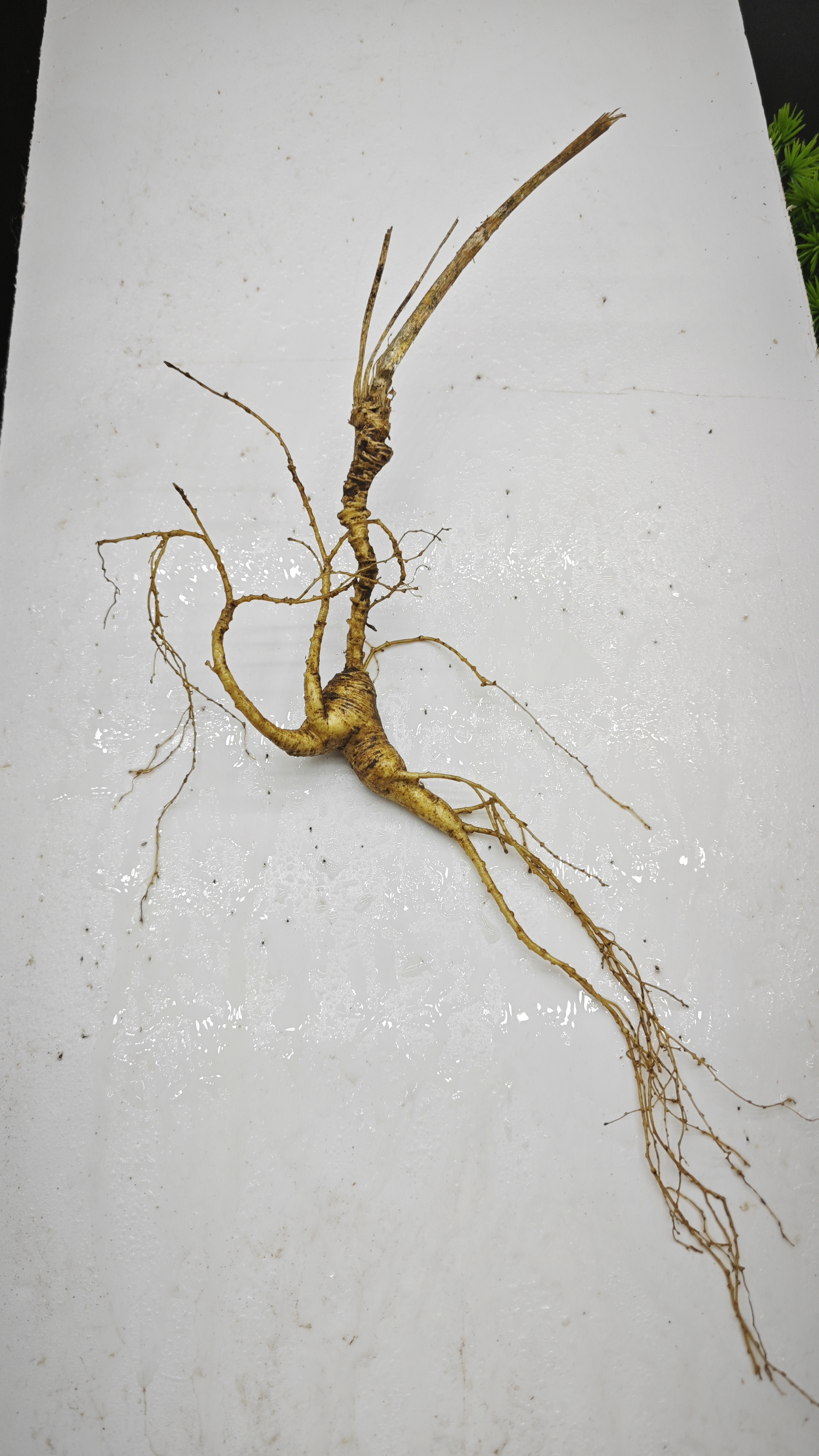 长白山高年份老山参，放山货，直播链接