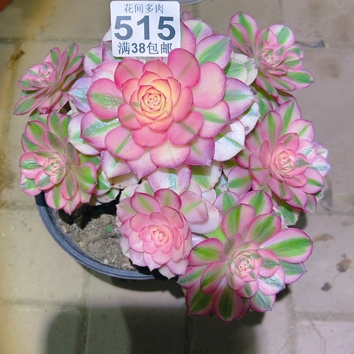 【闪购商品】雨**虹515多肉