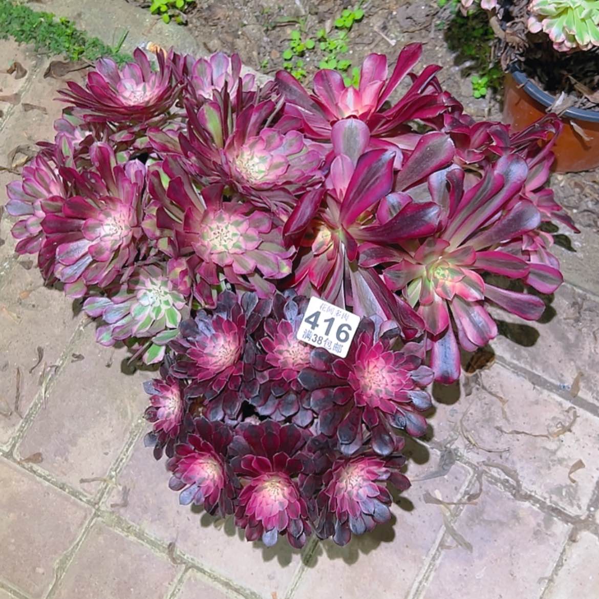 【闪购商品】辉****8416多肉