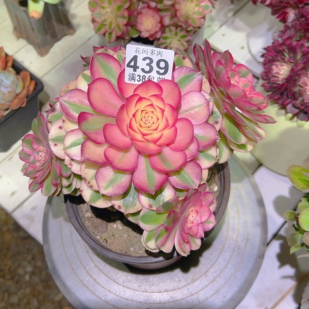 【闪购商品】用****3439多肉