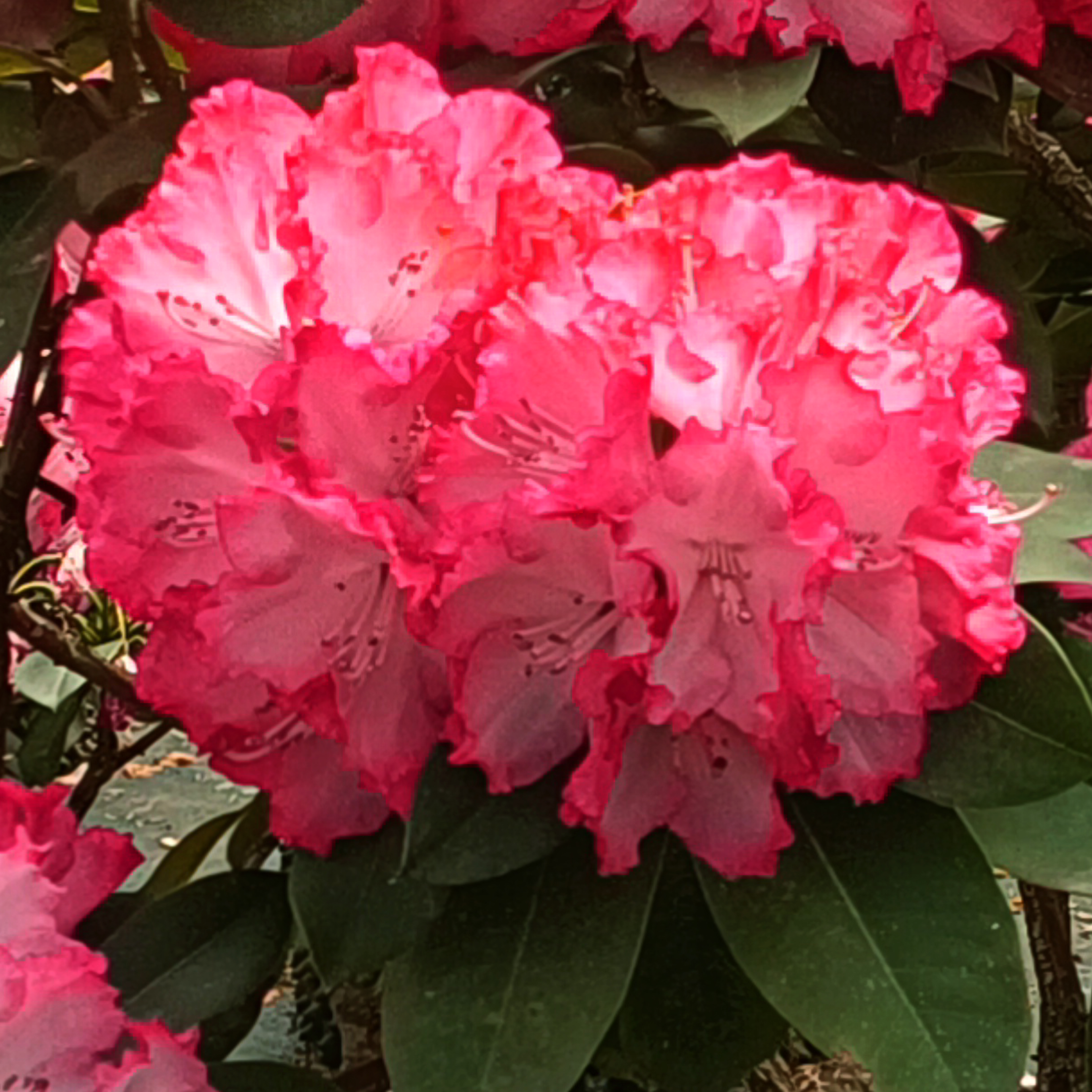 无花苞，三个分支一上，一加仑盆高山杜鹃红粉佳人盆栽