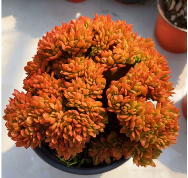 【糖果缀化】多肉 脱土发货  皮实好养 颜色好看 以直播实物为准 