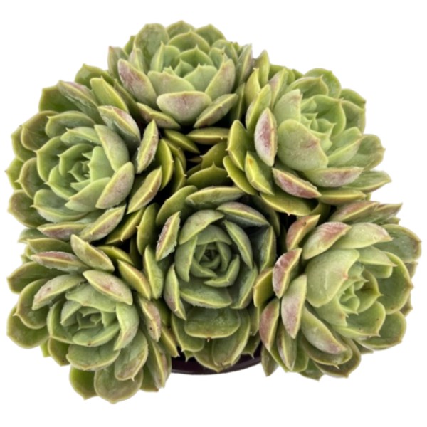 【昂斯洛】到手3盆群生易养多肉遇见多肉以直播间实物为准栽种