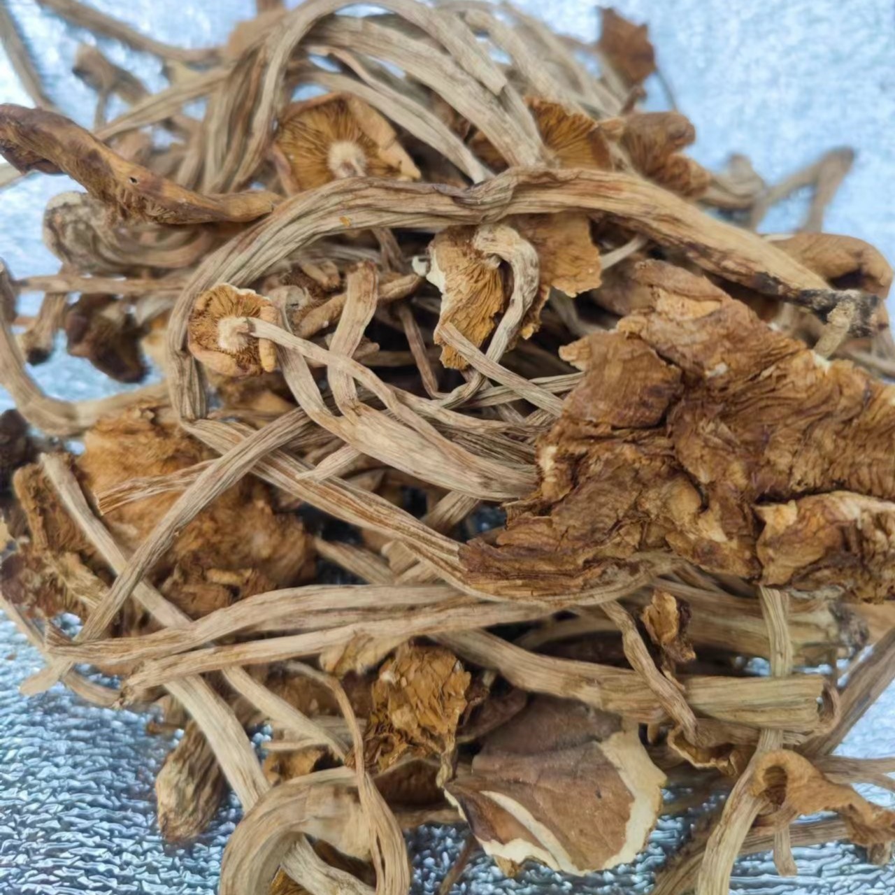 茶树菇