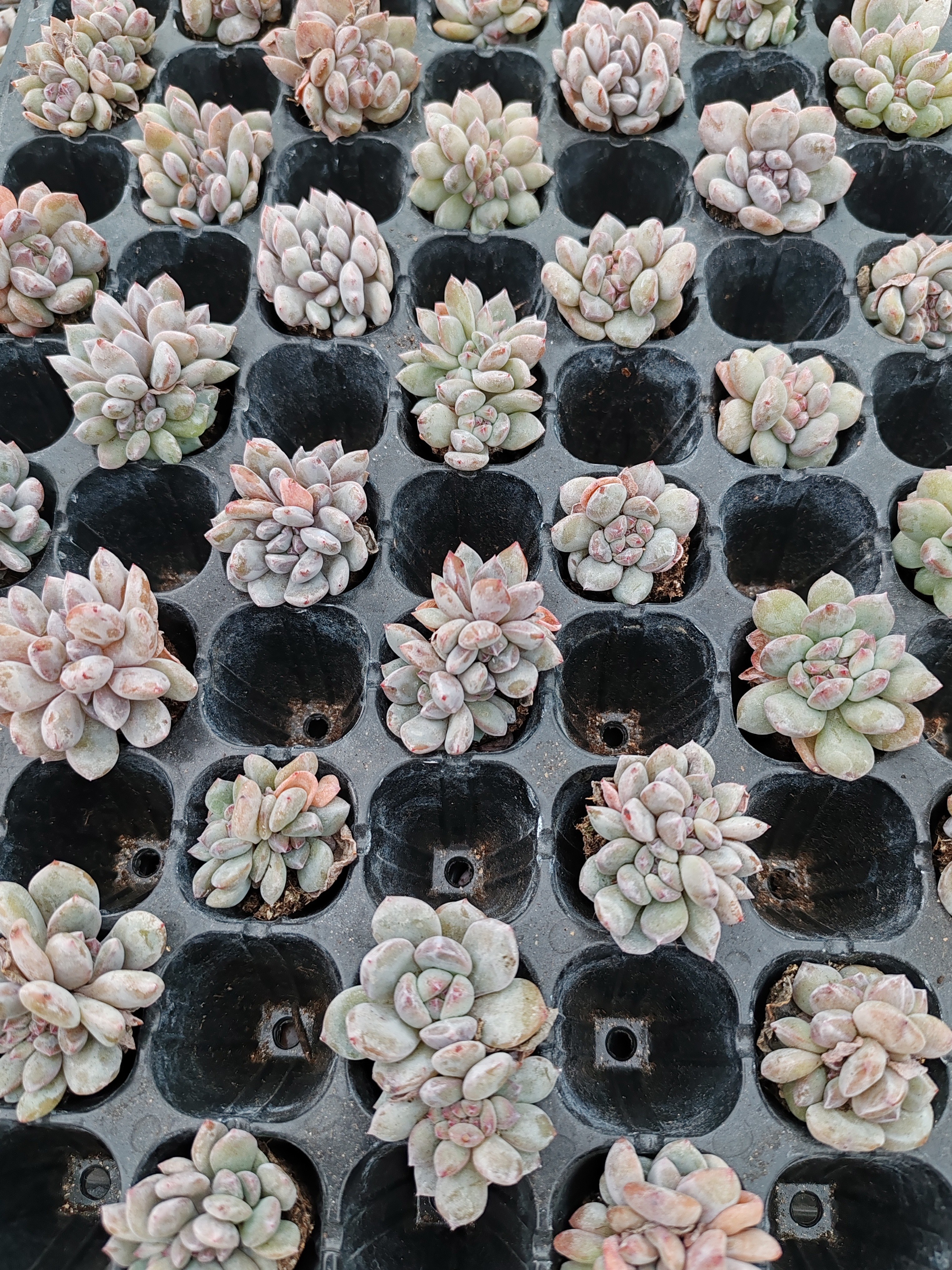 橙子朵朵4头，3颗（满18包邮）